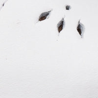 White leather baby sandal with scalloped edges and cutout leaf details.